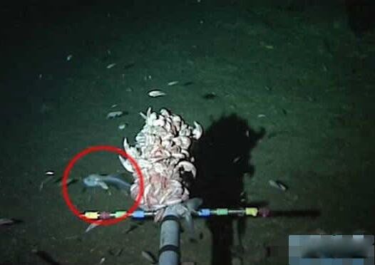 �������ɺ����ж�������� ����ĺ����������ɺ�������