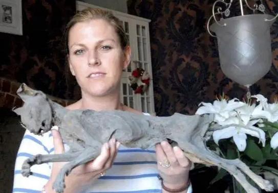 ���ӷ���ľ����è ľ����è��ʲôƷ�ֳ�ʲô����