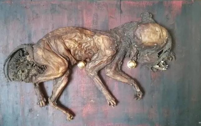 ���ӷ���ľ����è ľ����è��ʲôƷ�ֳ�ʲô����