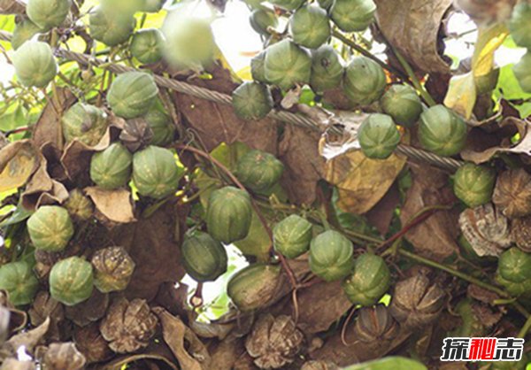 �й��Ŵ�Ԥ���� ��һ������������������ѧ˵