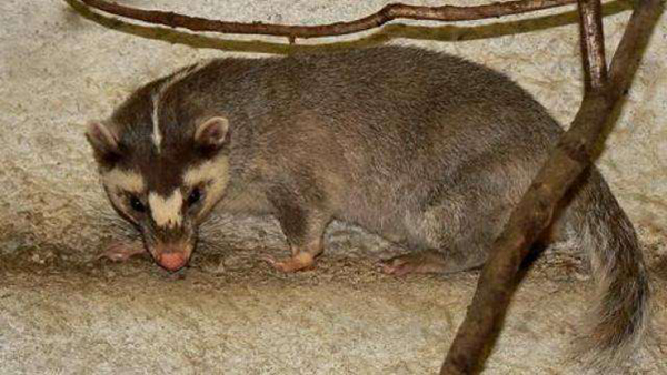 ����������Ķ����ɶ �����ڹ�����ʲô����