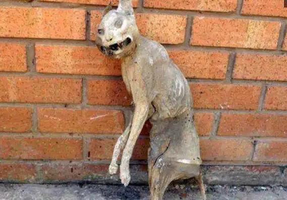 ���ӷ���ľ����è ľ����è��ʲôƷ�ֳ�ʲô����