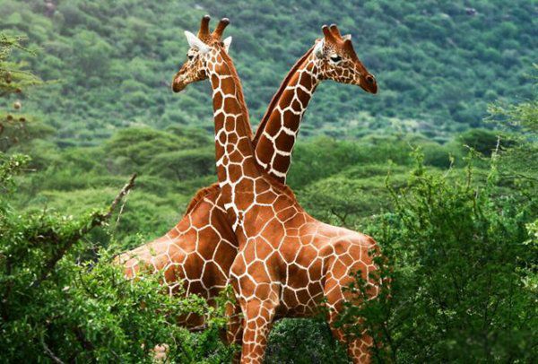 最强陆地动物战斗力排名 十大单挑力最强动物排行榜