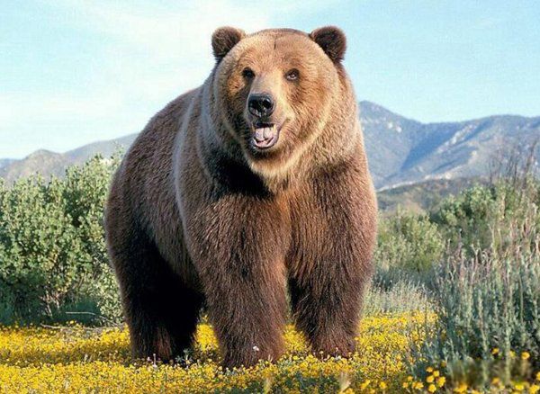 ��ǿ½�ض���ս�������� ʮ��������ǿ�������а�