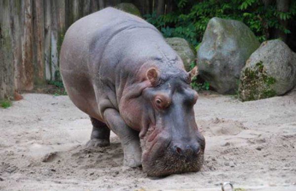 ��ǿ½�ض���ս�������� ʮ��������ǿ�������а�