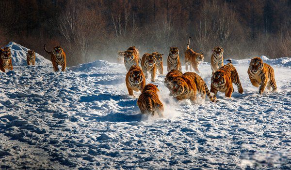 ��ǿ½�ض���ս�������� ʮ��������ǿ�������а�