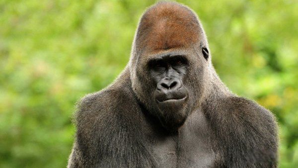 ��ǿ½�ض���ս�������� ʮ��������ǿ�������а�