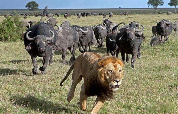 ��ǿ½�ض���ս�������� ʮ��������ǿ�������а�