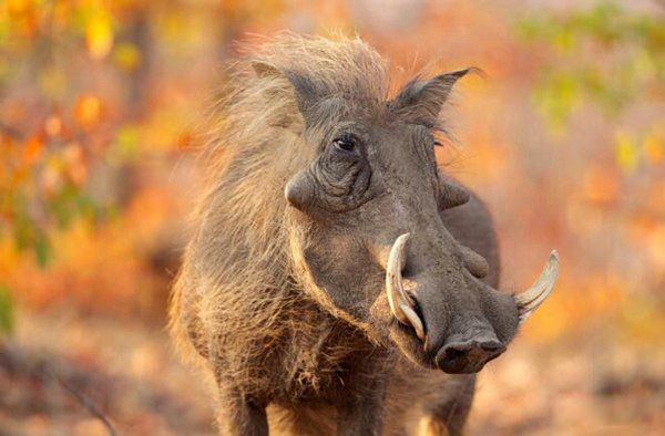 ��ǿ½�ض���ս�������� ʮ��������ǿ�������а�