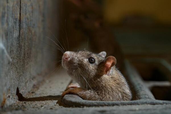 ��֨�������������� ������֨����ʲô��