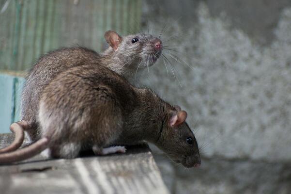 ��֨�������������� ������֨����ʲô��