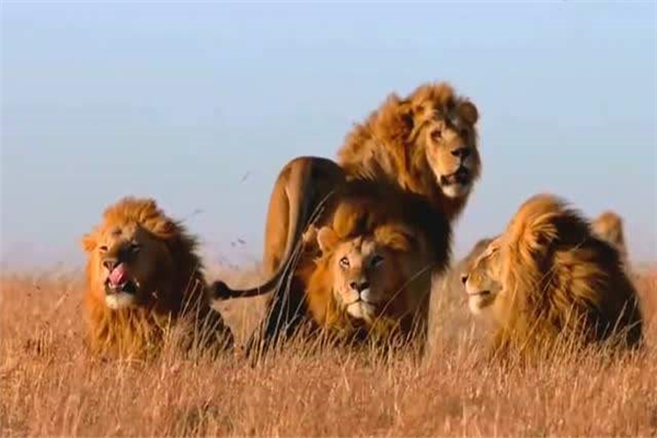 �������ʨ������Щ �̵�ʷ����ǿ��ʮ��ʨ��