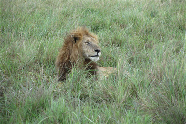 �������ʨ������Щ �̵�ʷ����ǿ��ʮ��ʨ��