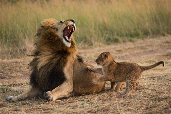 �������ʨ������Щ �̵�ʷ����ǿ��ʮ��ʨ��