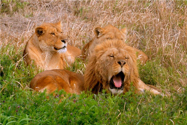 �������ʨ������Щ �̵�ʷ����ǿ��ʮ��ʨ��