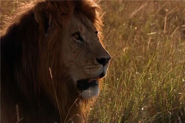 �������ʨ������Щ �̵�ʷ����ǿ��ʮ��ʨ��