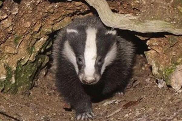 猹到底是什么动物 少年闰土课文猹是什么东西