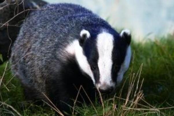 猹到底是什么动物 少年闰土课文猹是什么东西