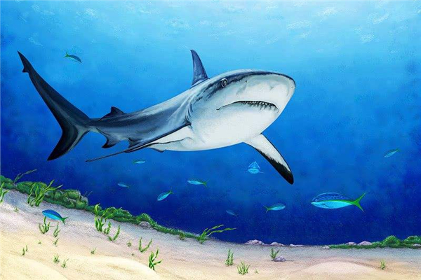 大白鲨有多大属于什么鲨 大白鲨的介绍长什么样子