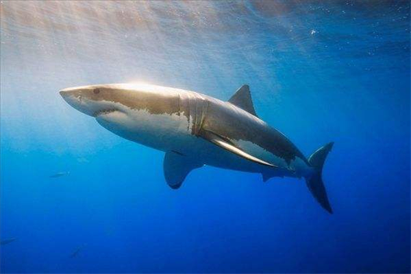 大白鲨有多大属于什么鲨 大白鲨的介绍长什么样子