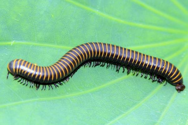 ǧ����ֽ�ʲô���� ǧ���������ȶ���