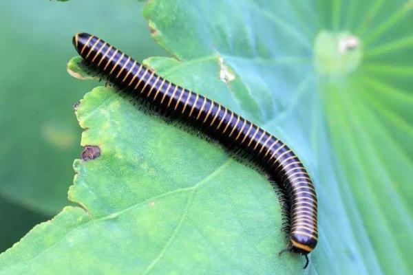 ǧ����ֽ�ʲô���� ǧ���������ȶ���