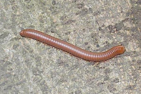 千足虫又叫什么名字 千足虫多少条腿儿啊