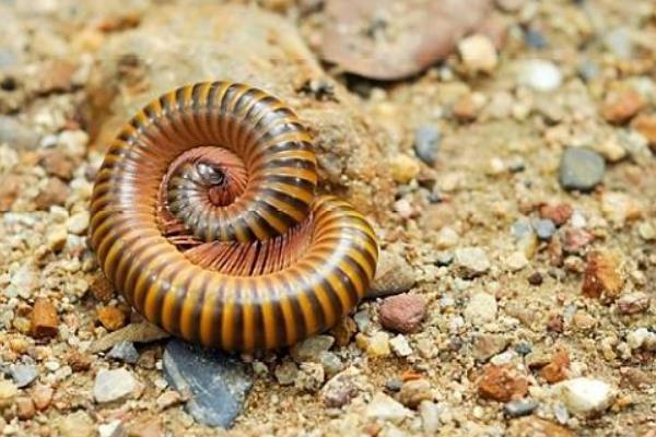 ǧ����ֽ�ʲô���� ǧ���������ȶ���