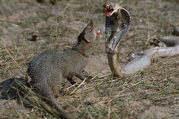 �����ߵ������˭ ��������ʲô����ͼƬ