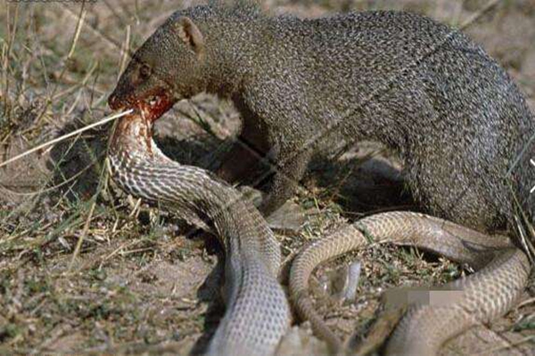 �����ߵ������˭ ��������ʲô����ͼƬ