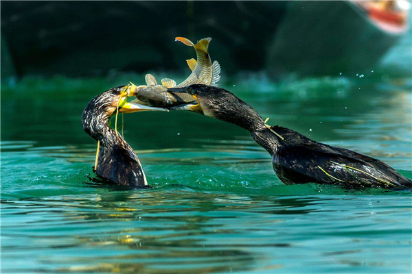 ר�Ų���������ʲô �����ʲô��ͼƬ