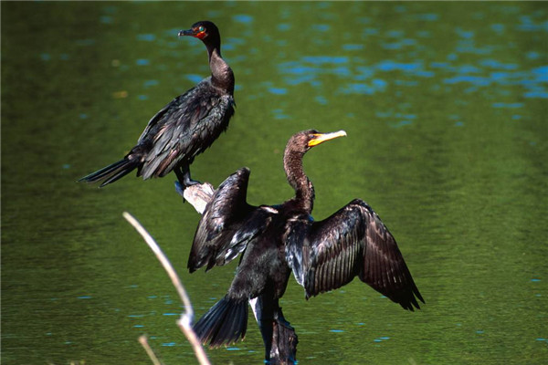 ר�Ų���������ʲô �����ʲô��ͼƬ