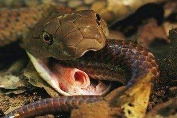 �����ߵ������˭ ��������ʲô����ͼƬ