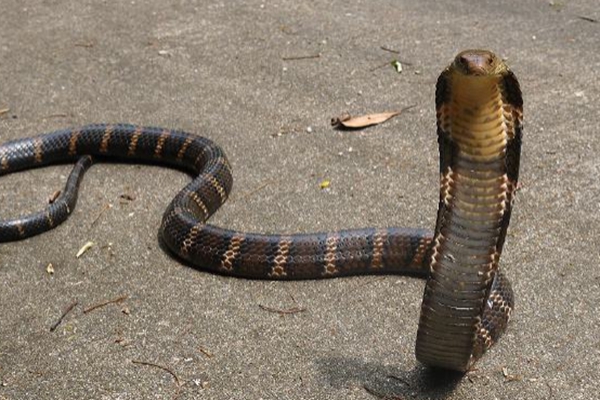 �����ߵ������˭ ��������ʲô����ͼƬ