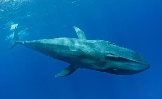 ���������ľ�����ʲô�� ���ľ�������������Ĩ�㾨