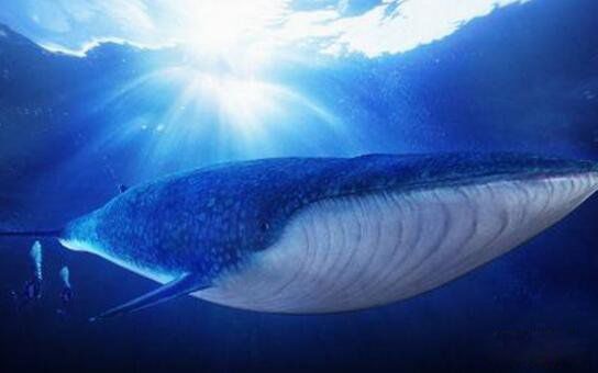 ���������ľ�����ʲô�� ���ľ�������������Ĩ�㾨