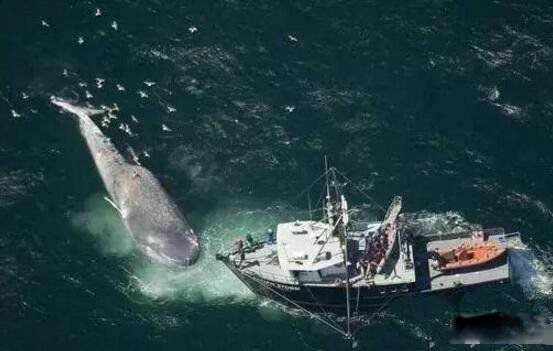 ���������ľ�����ʲô�� ���ľ�������������Ĩ�㾨