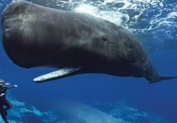 ���������ľ�����ʲô�� ���ľ�������������Ĩ�㾨