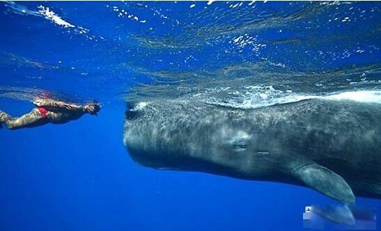 ���������ľ�����ʲô�� ���ľ�������������Ĩ�㾨