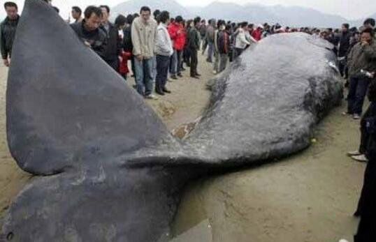 ���������ľ�����ʲô�� ���ľ�������������Ĩ�㾨