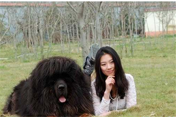 巨型藏獒王的资料 世界最大的藏獒之王是谁