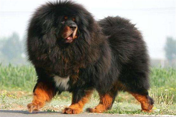 巨型藏獒王的资料 世界最大的藏獒之王是谁