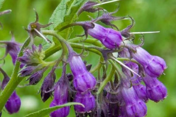 �ϲݵĹ�Ч�����ý�������Щ �ϲݻ᲻�ᵼ�²���