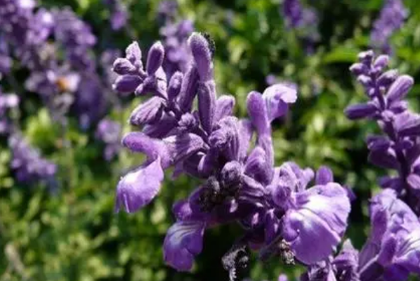 �ϲݵĹ�Ч�����ý�������Щ �ϲݻ᲻�ᵼ�²���