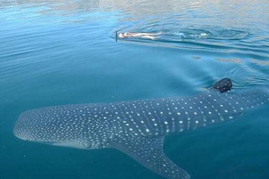 ���������ľ�����ʲô�� ���ľ�������������Ĩ�㾨