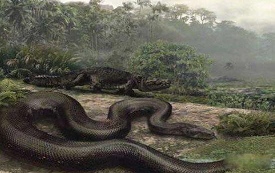千年巨蟒蛇王活的有多大 古墓发现千年巨蟒图片
