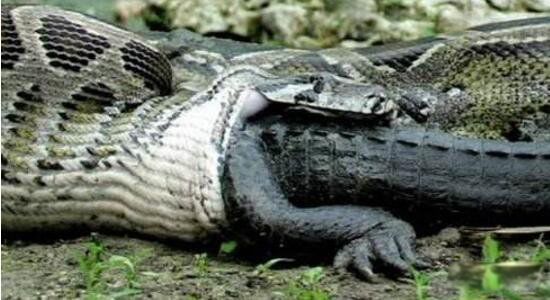 千年巨蟒蛇王活的有多大 古墓发现千年巨蟒图片