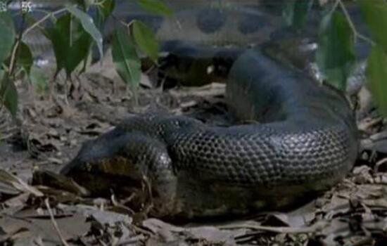 千年巨蟒蛇王活的有多大 古墓发现千年巨蟒图片