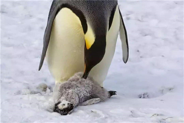 最大的企鹅是哪一种 帝企鹅和王企鹅的区别