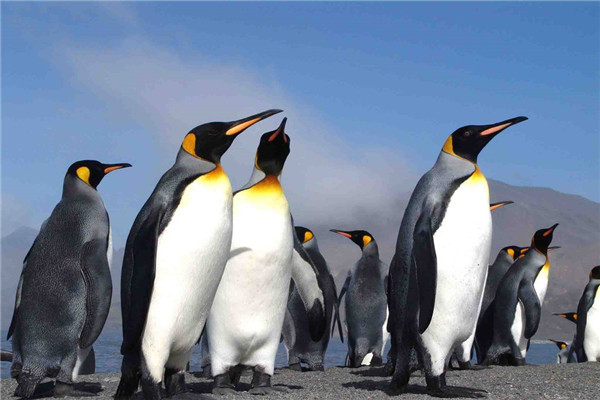 最大的企鹅是哪一种 帝企鹅和王企鹅的区别